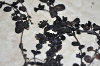 Detalle 2